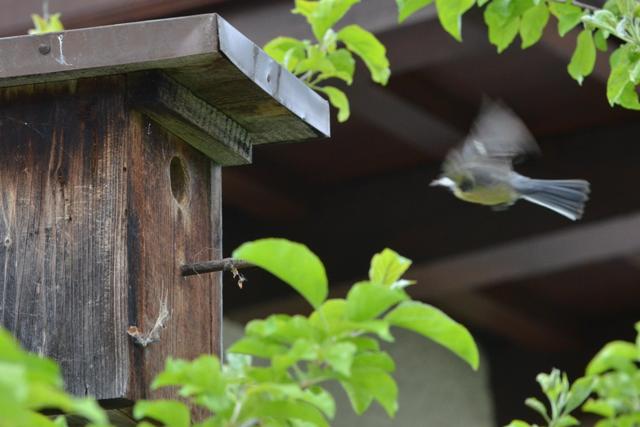 Ein Garten ist ein Wunder!